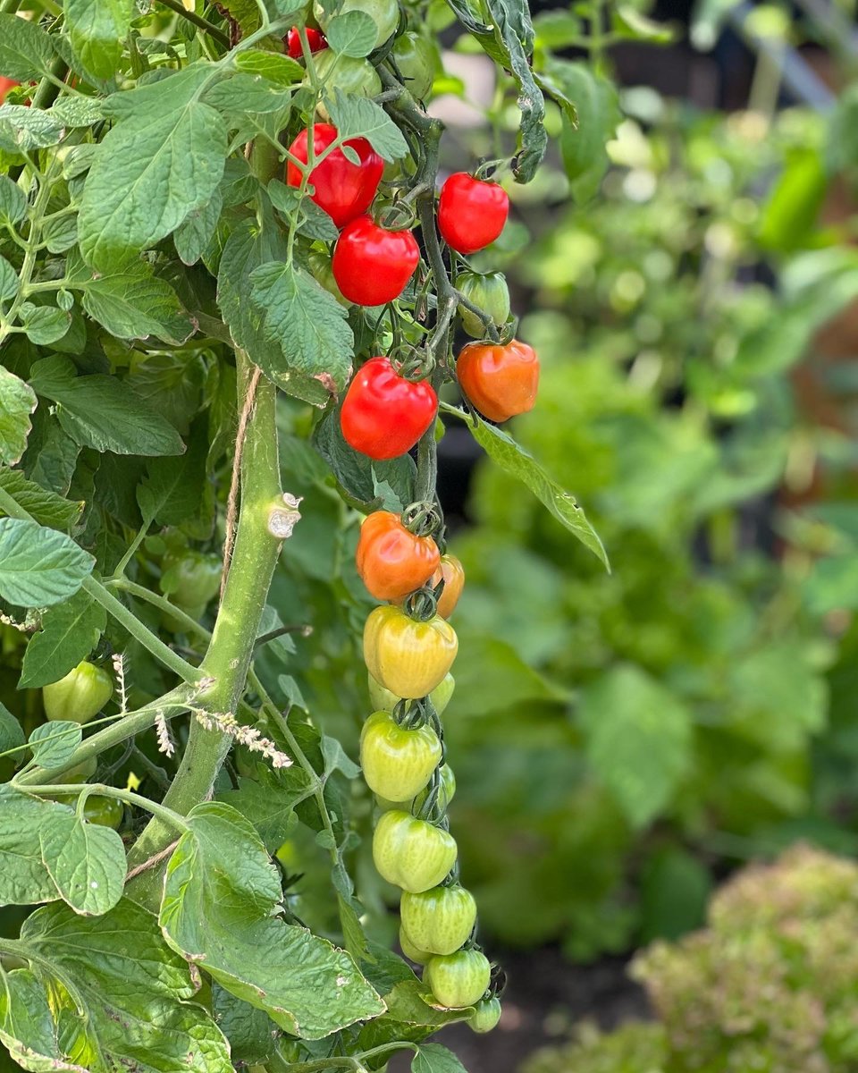 202208-tomaten